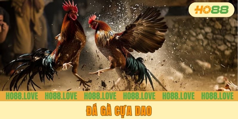 Đá Gà Cựa Dao - Sức Hút Của Loại Hình Chọi Kê Máu Lửa