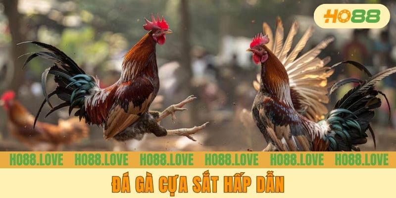 Đá gà cựa sắt hấp dẫn