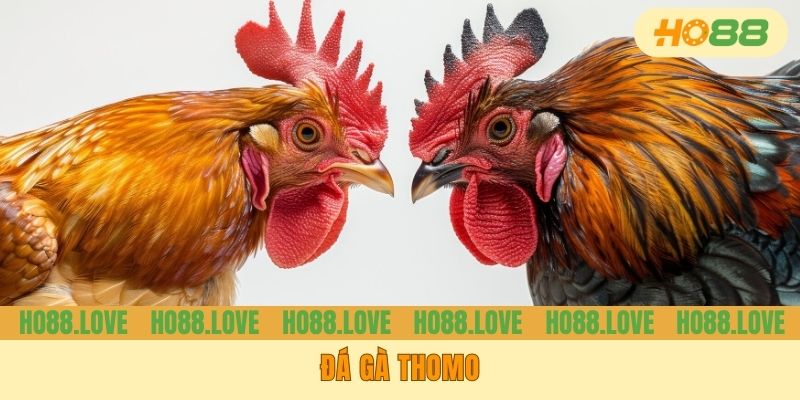 Đá Gà Thomo - Hình Thức Giải Trí Hàng Đầu, Xem Là Thích