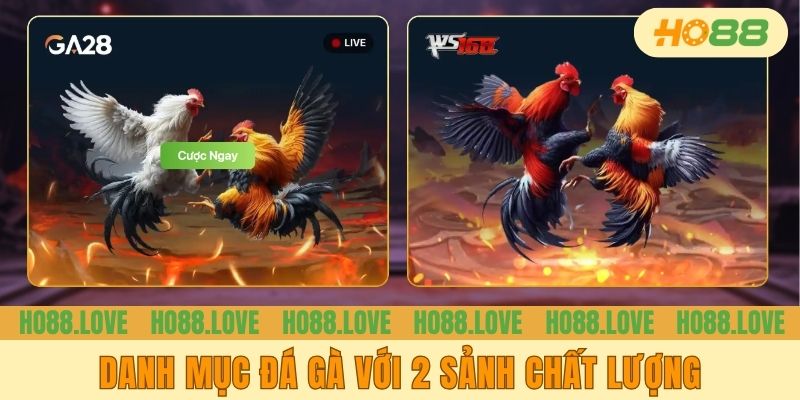 Danh mục đá gà với 2 sảnh chất lượng