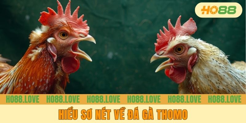 Hiểu sơ nét về đá gà Thomo