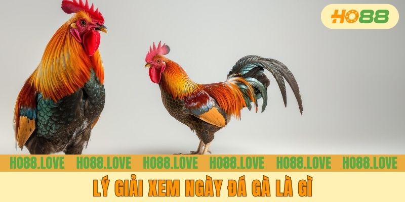 Lý giải xem ngày đá gà là gì