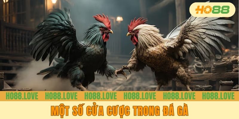 Một số cửa cược trong đá gà