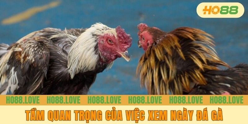 Tầm quan trọng của việc xem ngày đá gà