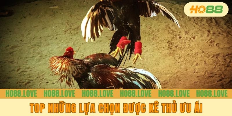 Top những lựa chọn được kê thủ ưu ái