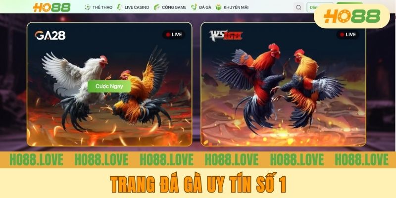 Trang đá gà uy tín số 1