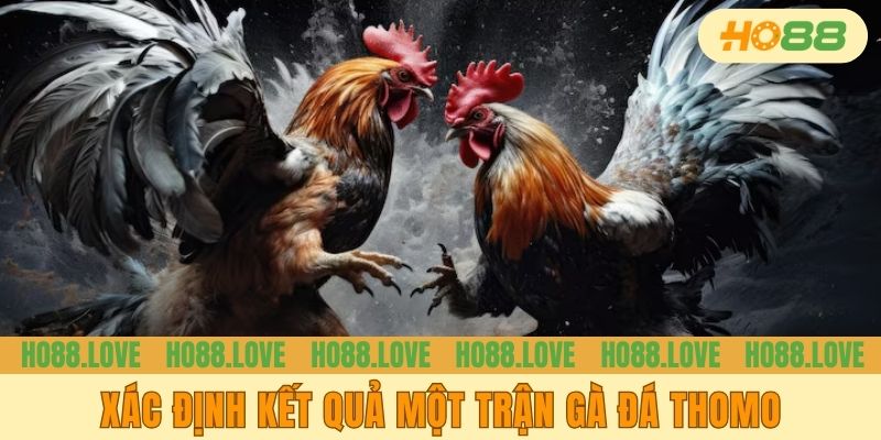Xác định kết quả một trận gà đá Thomo