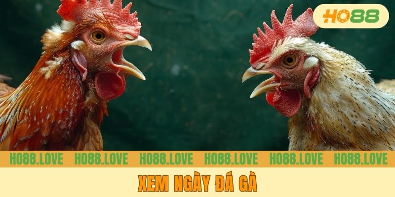 Xem Ngày Đá Gà - Tổng Hợp Những Kiến Thức Kê Thủ Cần Biết