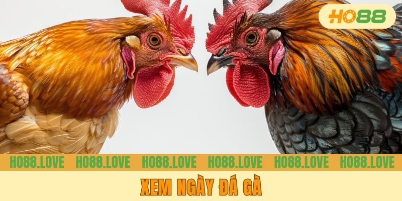 Xem Ngày Đá Gà - Bí Quyết Trăm Trận Trăm Thắng Từ Sư Kê